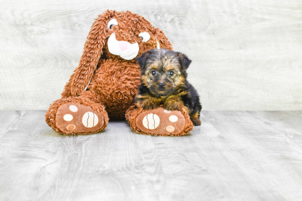 Meet Goldie - our Yorkshire Terrier Puppy Photo 