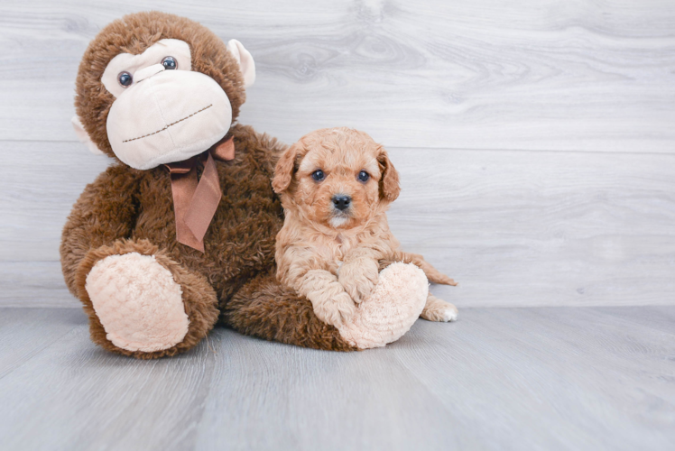 Energetic Cavoodle Poodle Mix Puppy