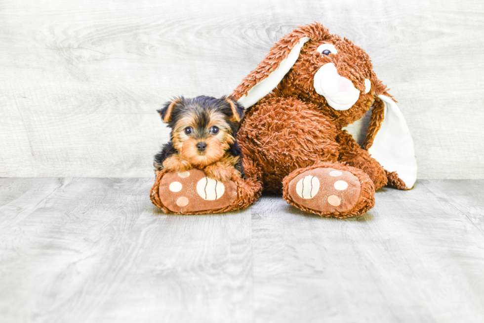 Meet Cali - our Yorkshire Terrier Puppy Photo 