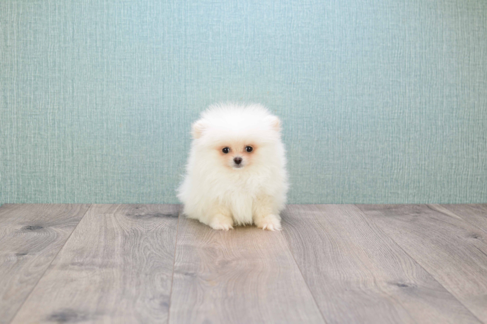 Pomeranian Puppy for Adoption