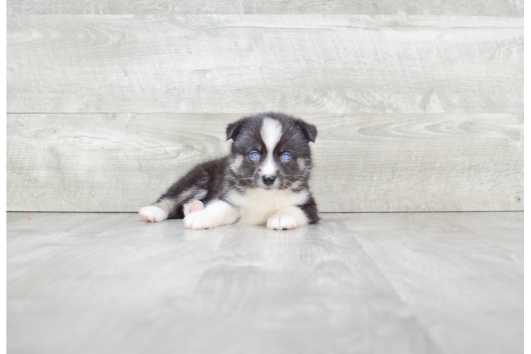 Pomsky Puppy for Adoption