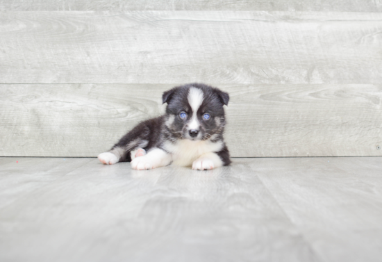 Pomsky Puppy for Adoption