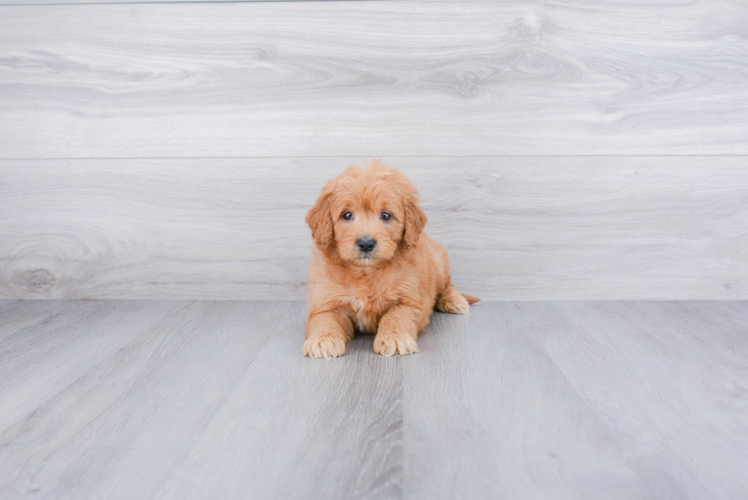 Happy Mini Goldendoodle Baby