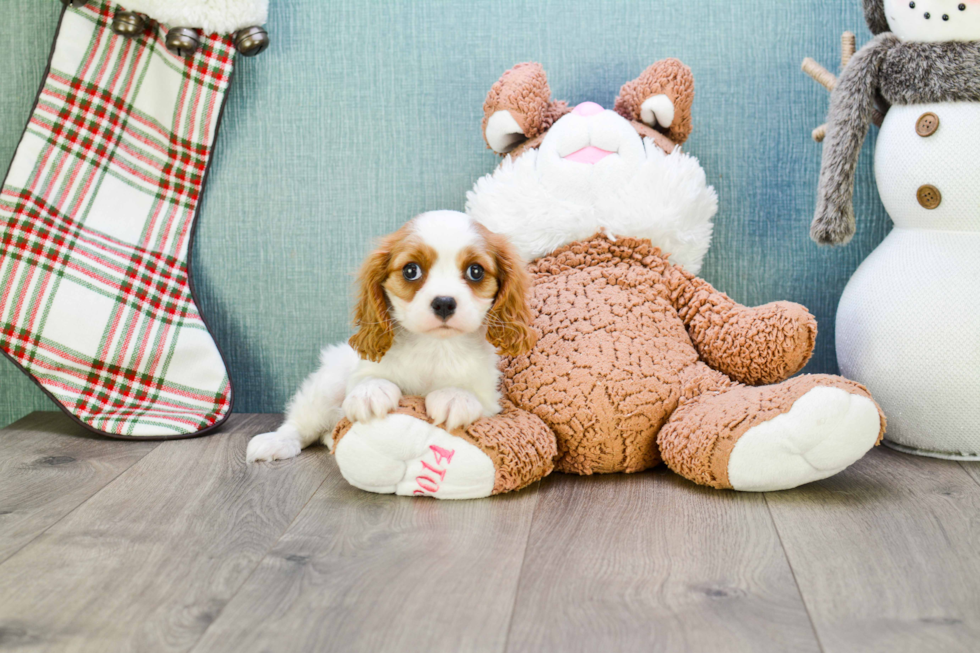 Fluffy Cavalier King Charles Spaniel Purebred Puppy