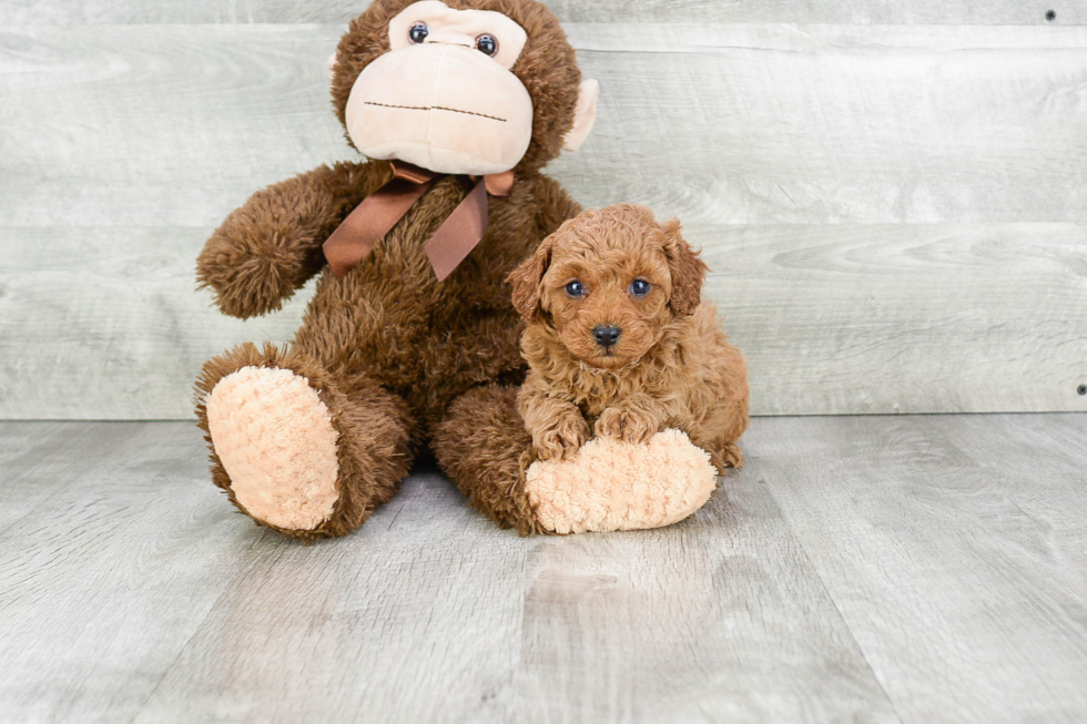 Cavapoo Pup Being Cute