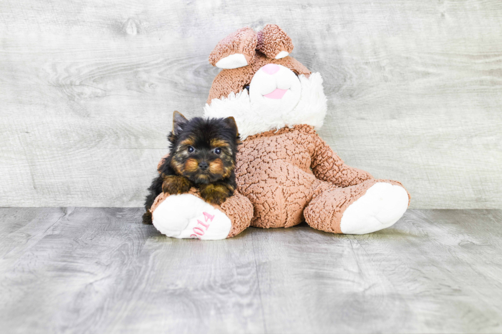 Meet Giselle - our Yorkshire Terrier Puppy Photo 