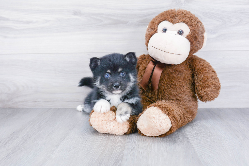 Adorable Mini Husky Designer Puppy