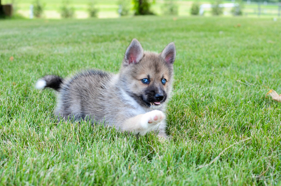 Happy Pomsky Baby