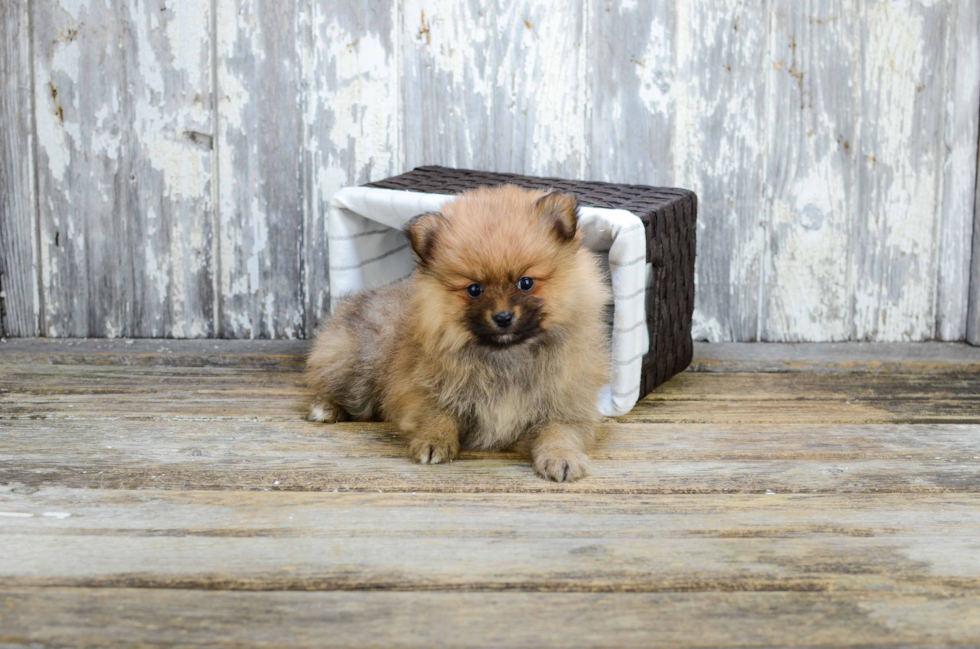 Pomeranian Puppy for Adoption