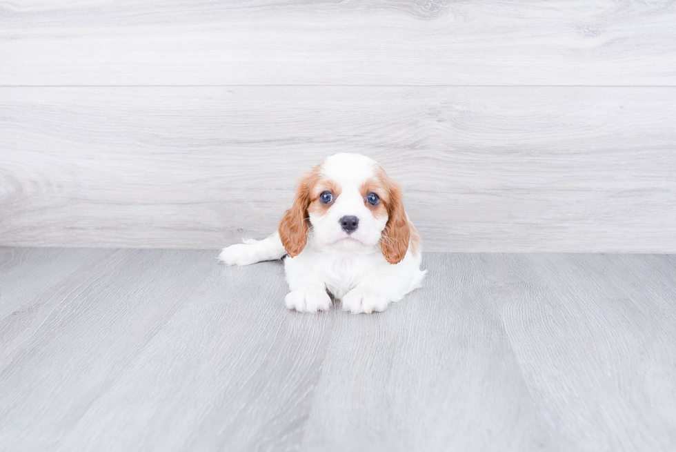 Best Cavalier King Charles Spaniel Baby