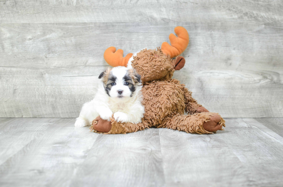 Teddy Bear Pup Being Cute