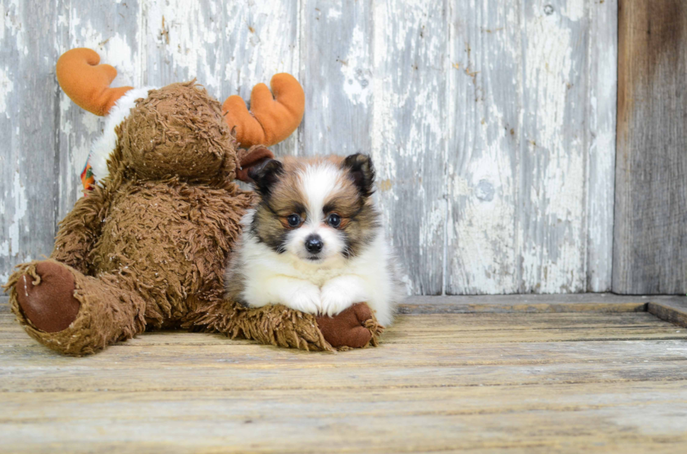 Funny Pomeranian Baby