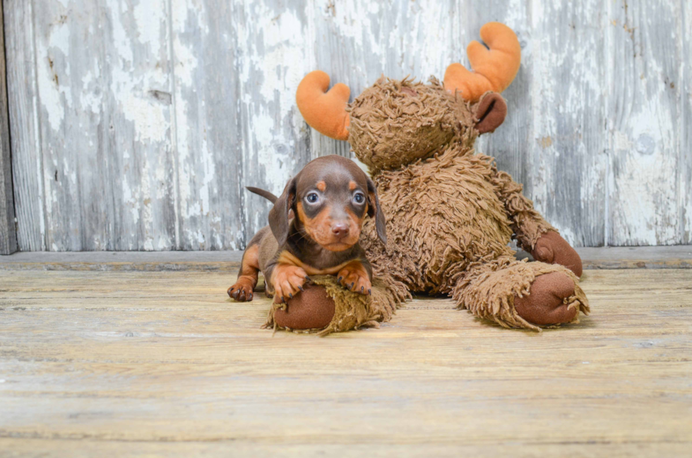 Best Dachshund Baby