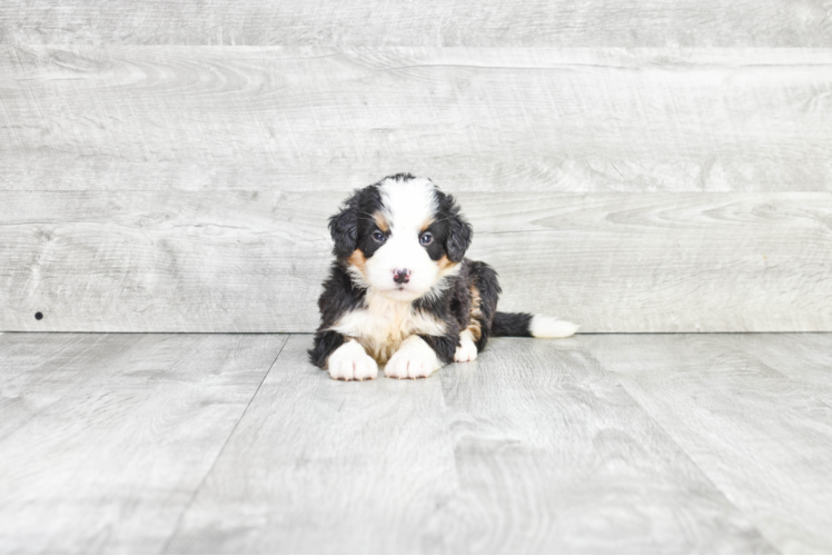 Mini Bernedoodle Puppy for Adoption