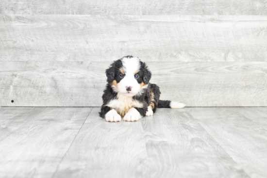 Mini Bernedoodle Puppy for Adoption