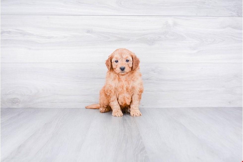 Funny Mini Goldendoodle Poodle Mix Pup