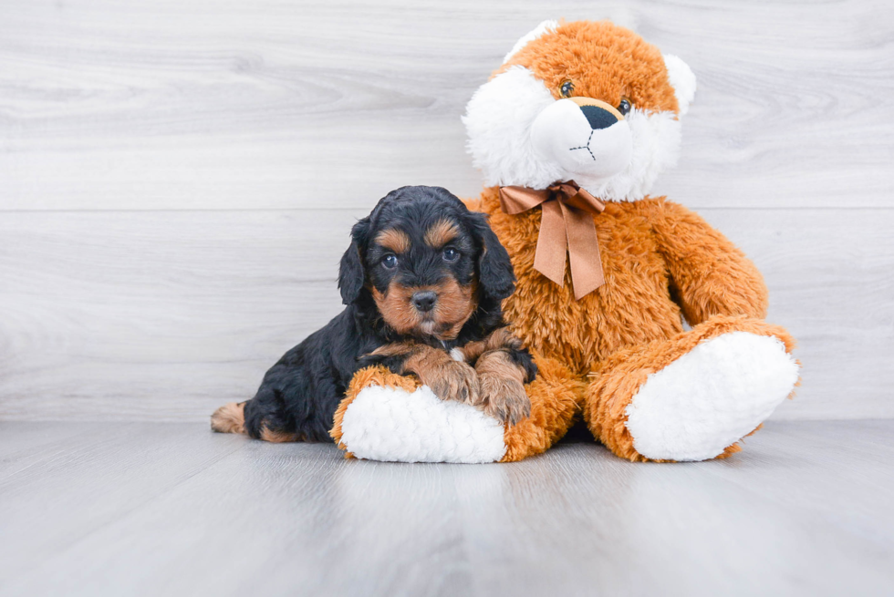 Cavapoo Pup Being Cute