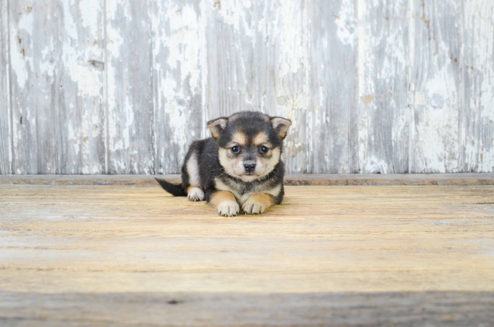 Best Pomeranian Baby