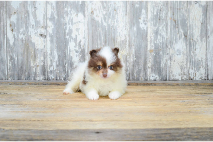 Pomeranian Puppy for Adoption