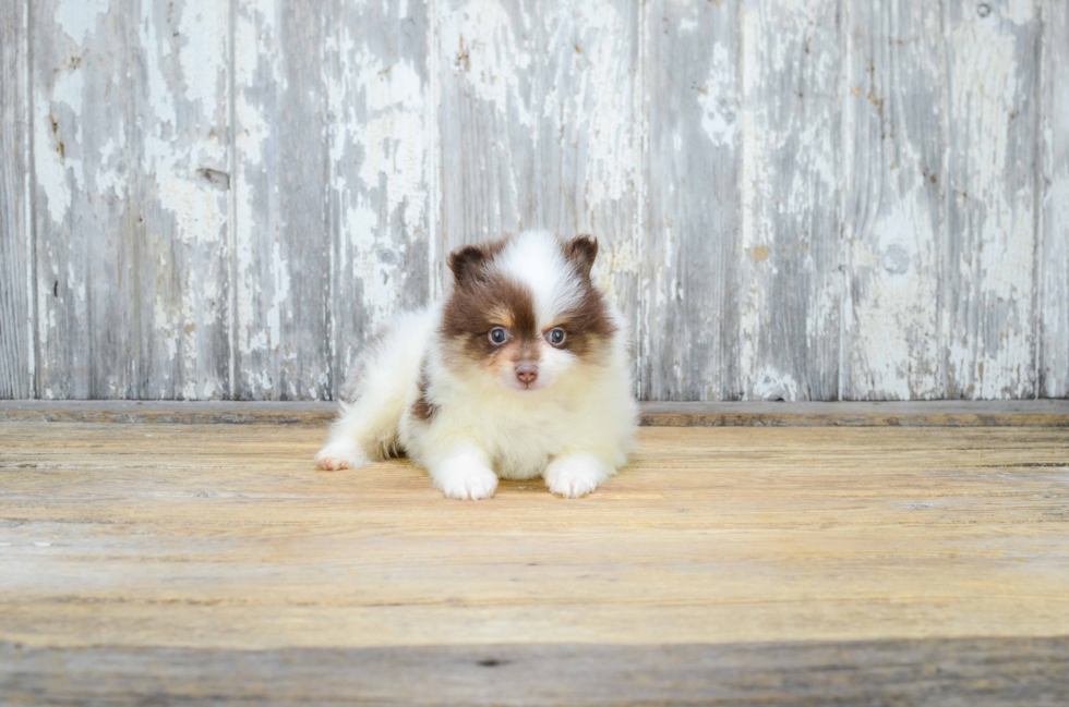 Pomeranian Puppy for Adoption