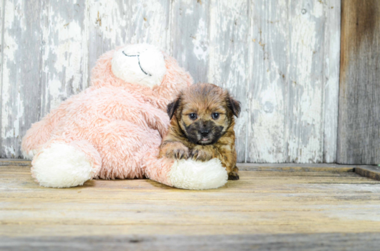 Happy Morkie Baby