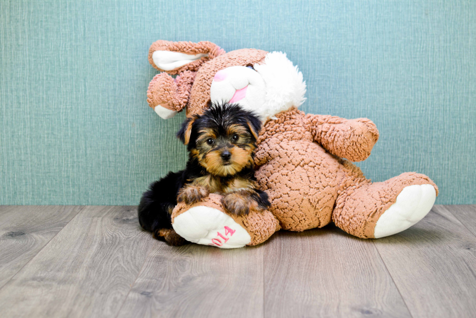 Meet Rebecca - our Yorkshire Terrier Puppy Photo 