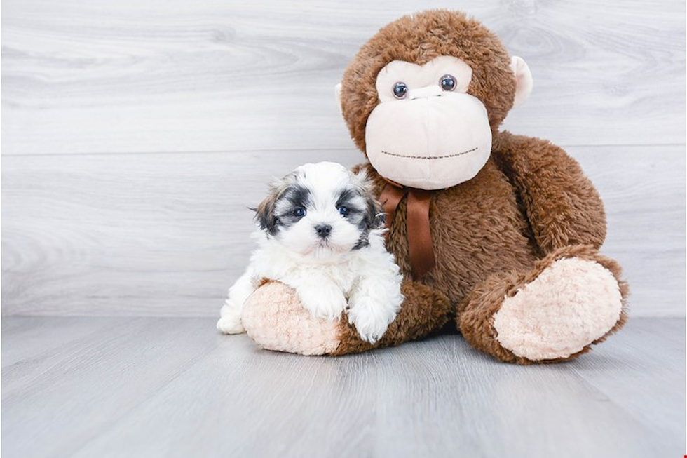 Fluffy Teddy Bear Designer Pup