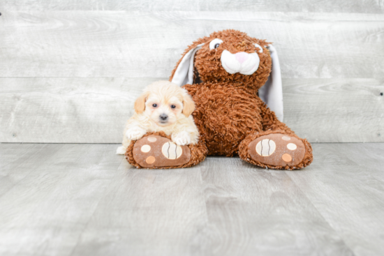 Maltipoo Pup Being Cute