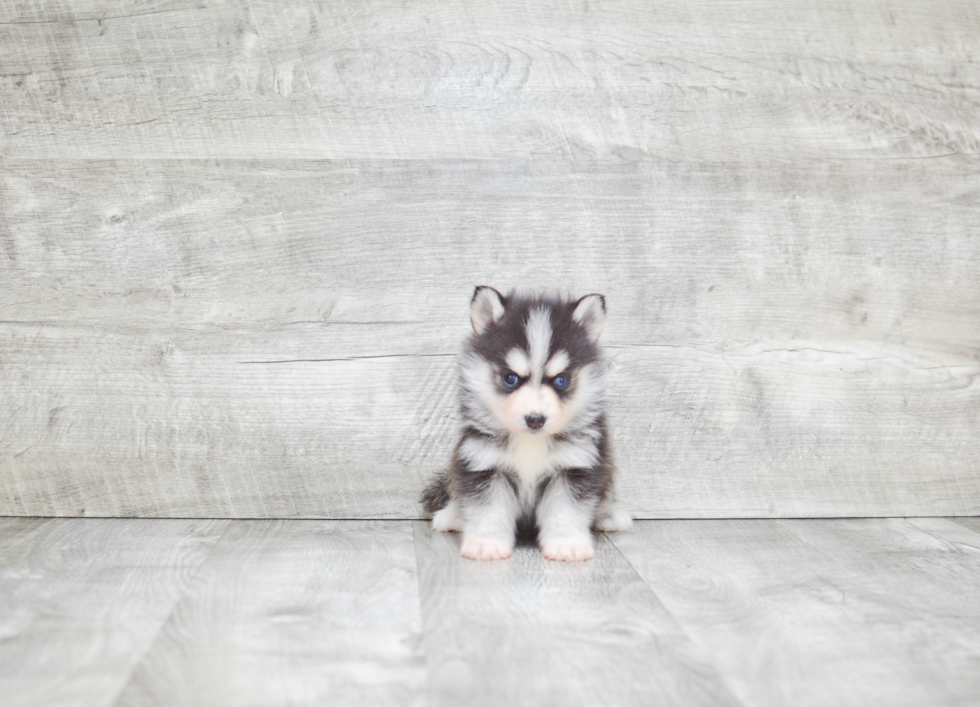 Pomsky Pup Being Cute