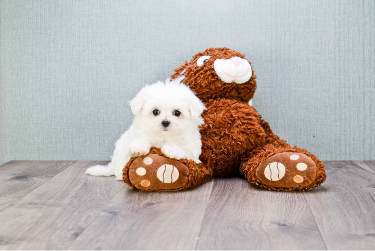 Maltese Pup Being Cute