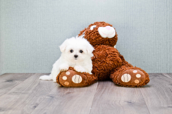 Maltese Pup Being Cute