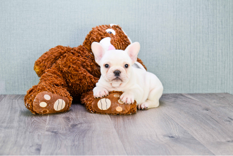 French Bulldog Pup Being Cute