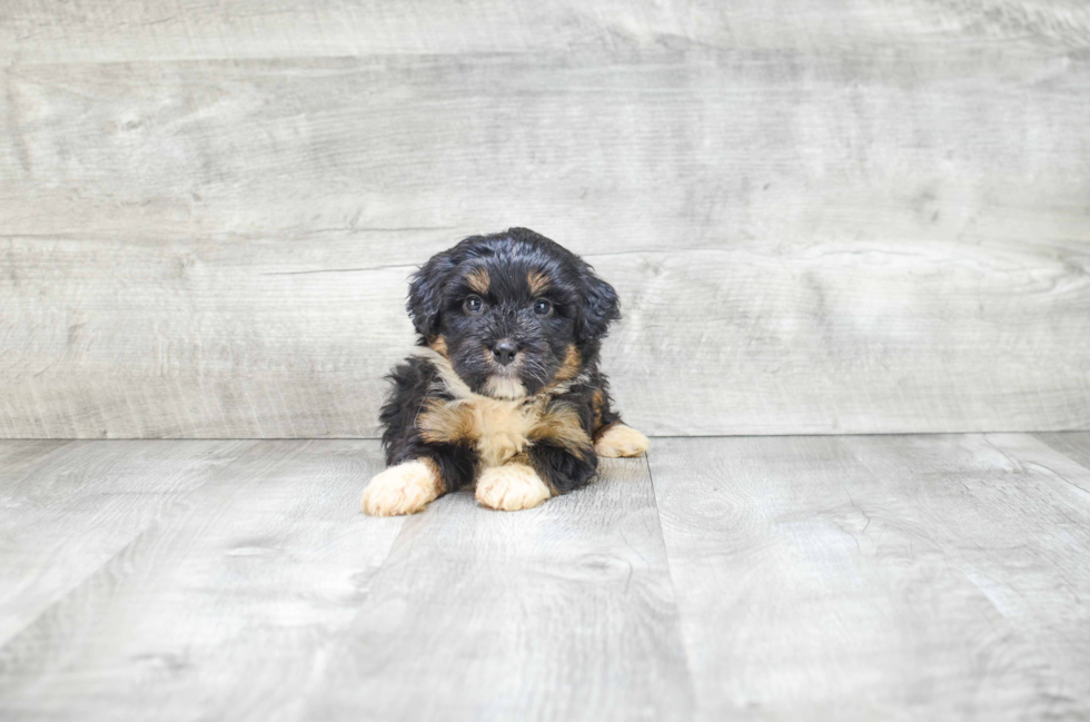 Best Mini Bernedoodle Baby