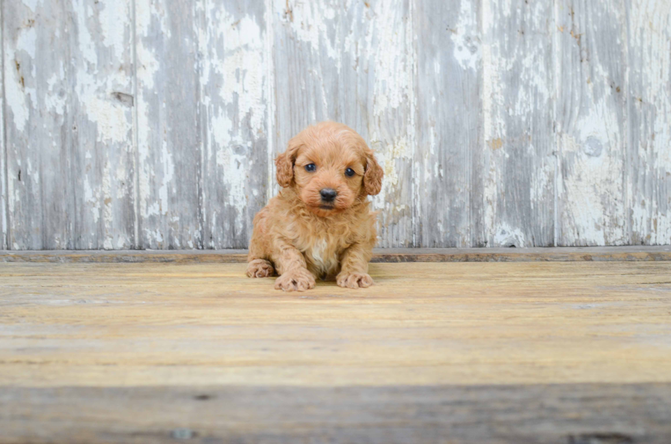 Mini Goldendoodle Pup Being Cute