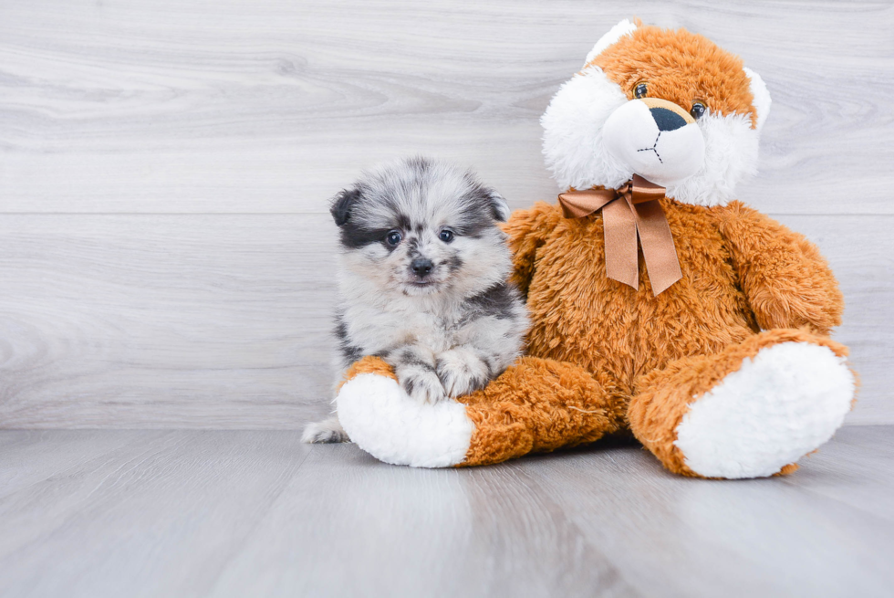 Playful Pomeranian Purebred Pup