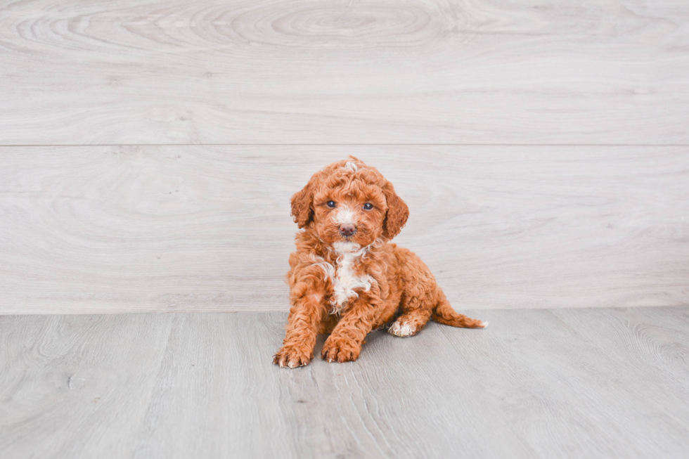 Mini Goldendoodle Pup Being Cute