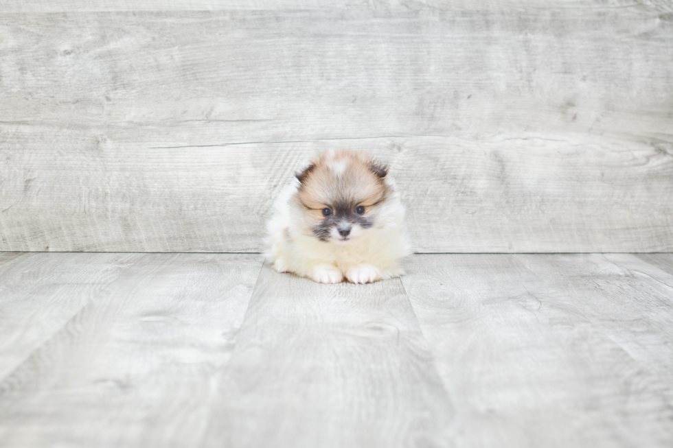 Sweet Pomeranian Purebred Puppy