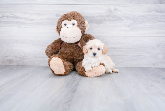 Small Cavapoo Baby