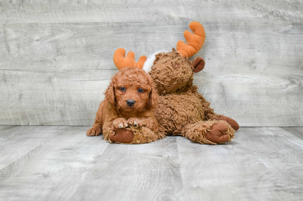 Smart Cavapoo Poodle Mix Pup