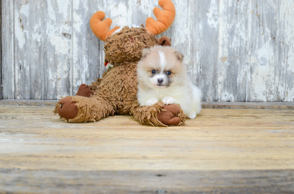 Akc Registered Pomeranian Baby