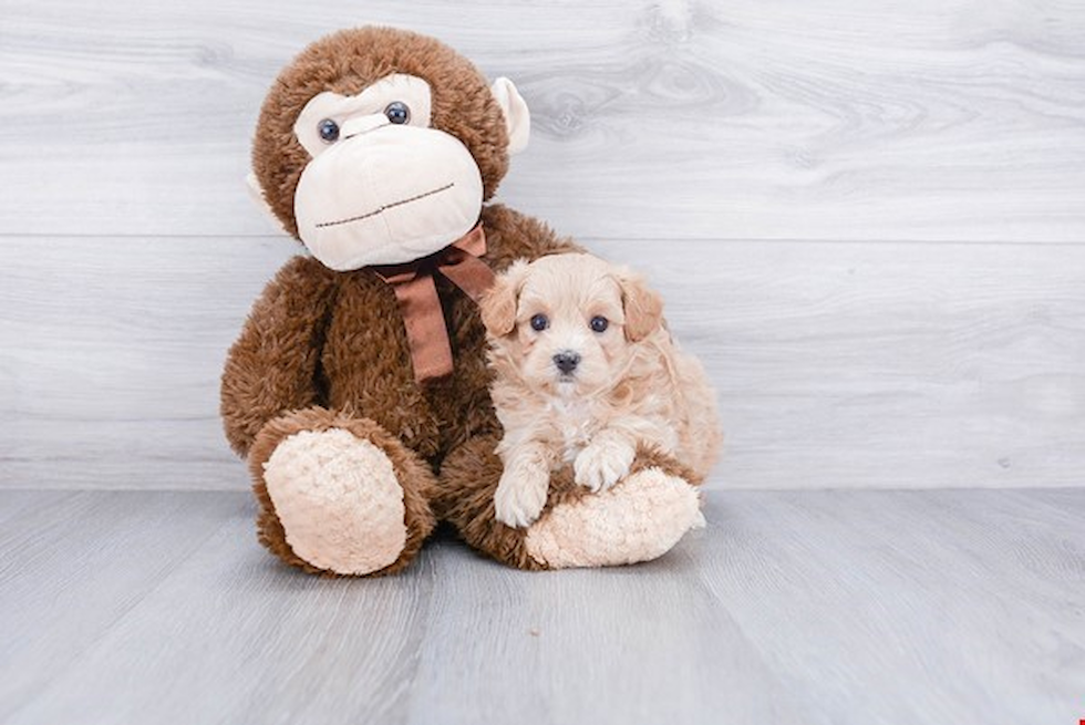 Maltipoo Puppy for Adoption