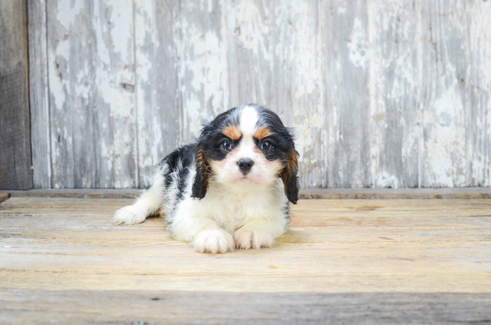 Cavalier King Charles Spaniel Puppy for Adoption