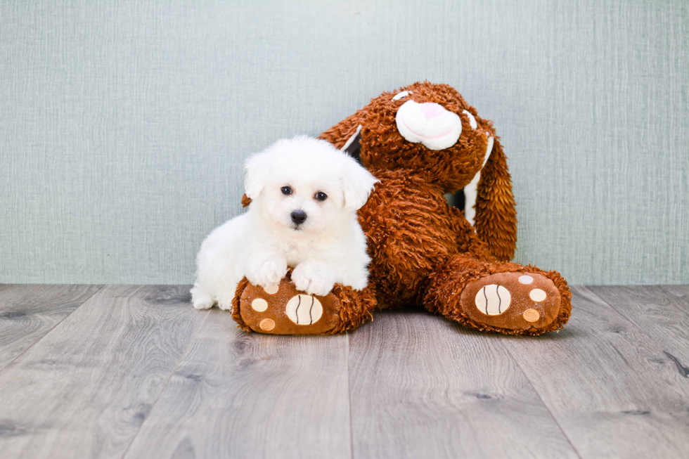 Bichon Frise Pup Being Cute