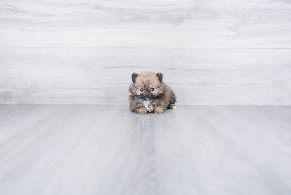 Energetic Pomeranian Purebred Puppy