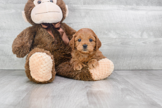 Sweet Cockapoo Baby