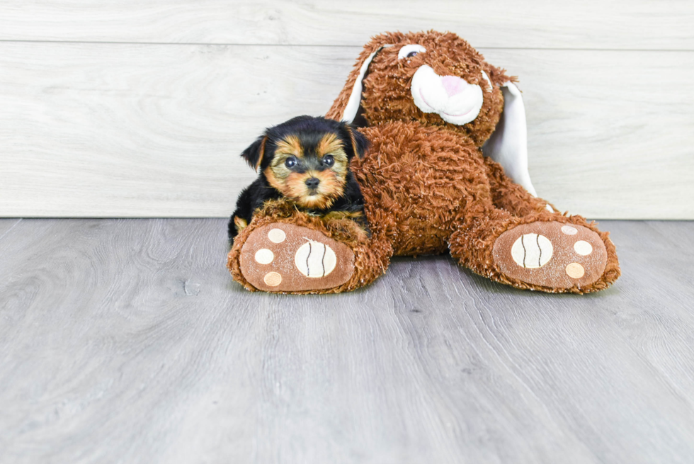 Meet Capone - our Yorkshire Terrier Puppy Photo 