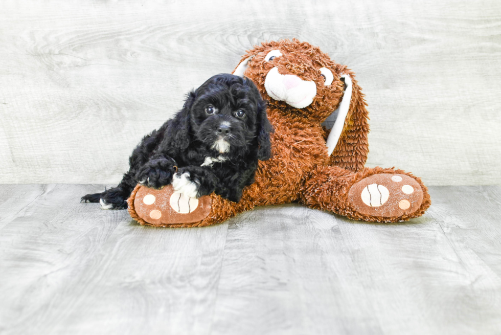 Sweet Cavapoo Baby