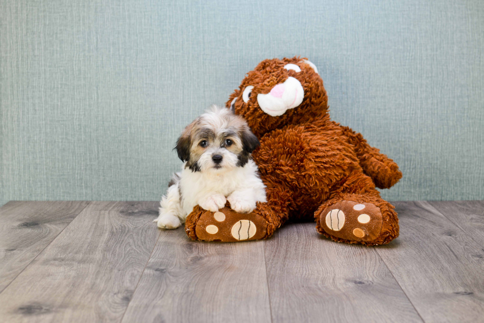 Cute Havanese Purebred Puppy