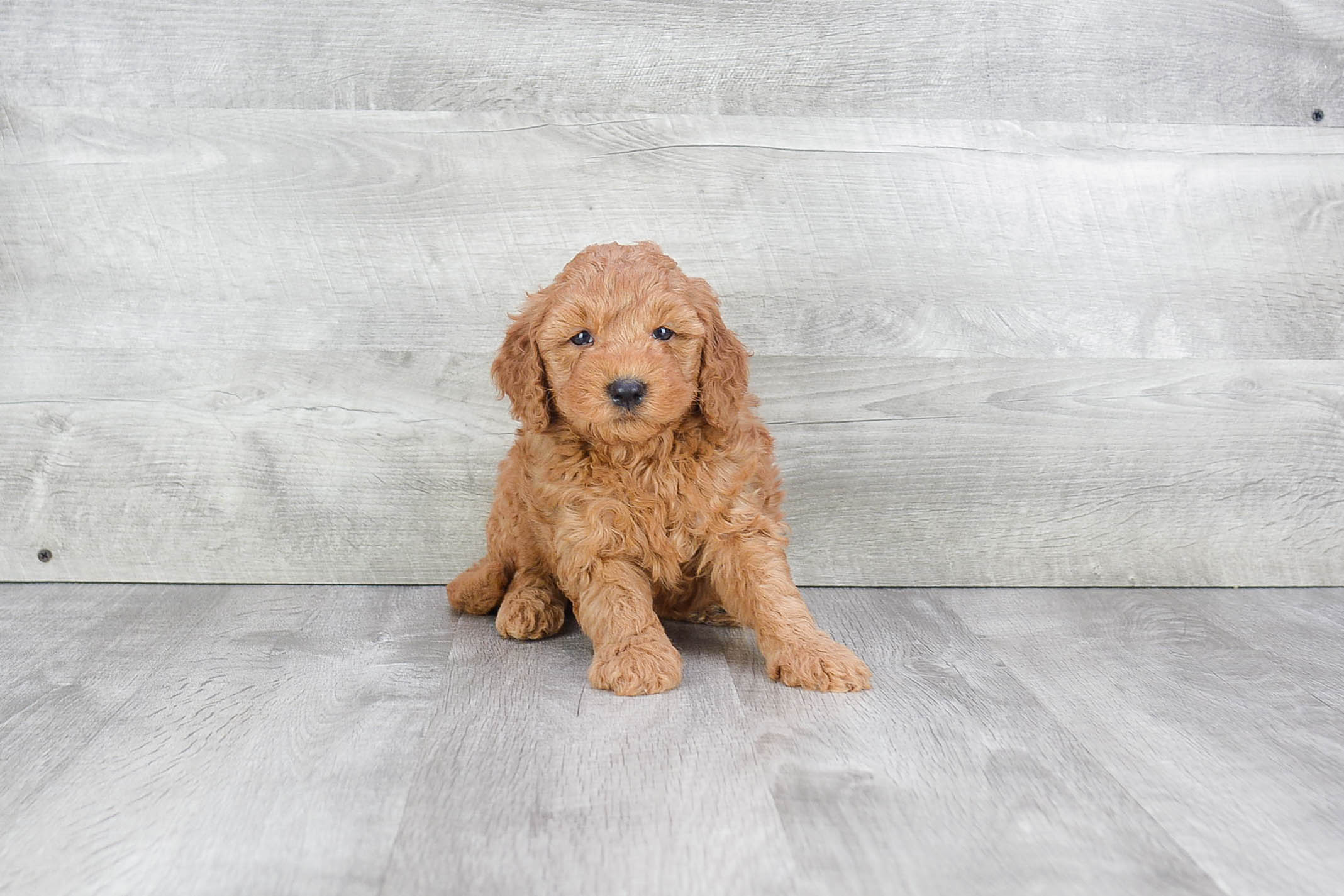 Small Mini Goldendoodle Baby