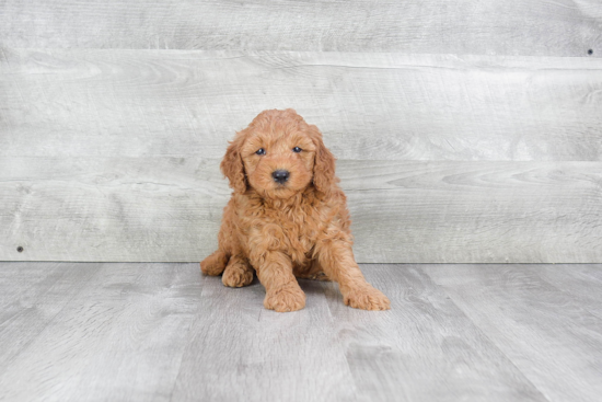 Small Mini Goldendoodle Baby